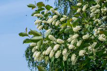 Load image into Gallery viewer, Chokecherry