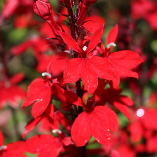 Cardinal Flower Seeds