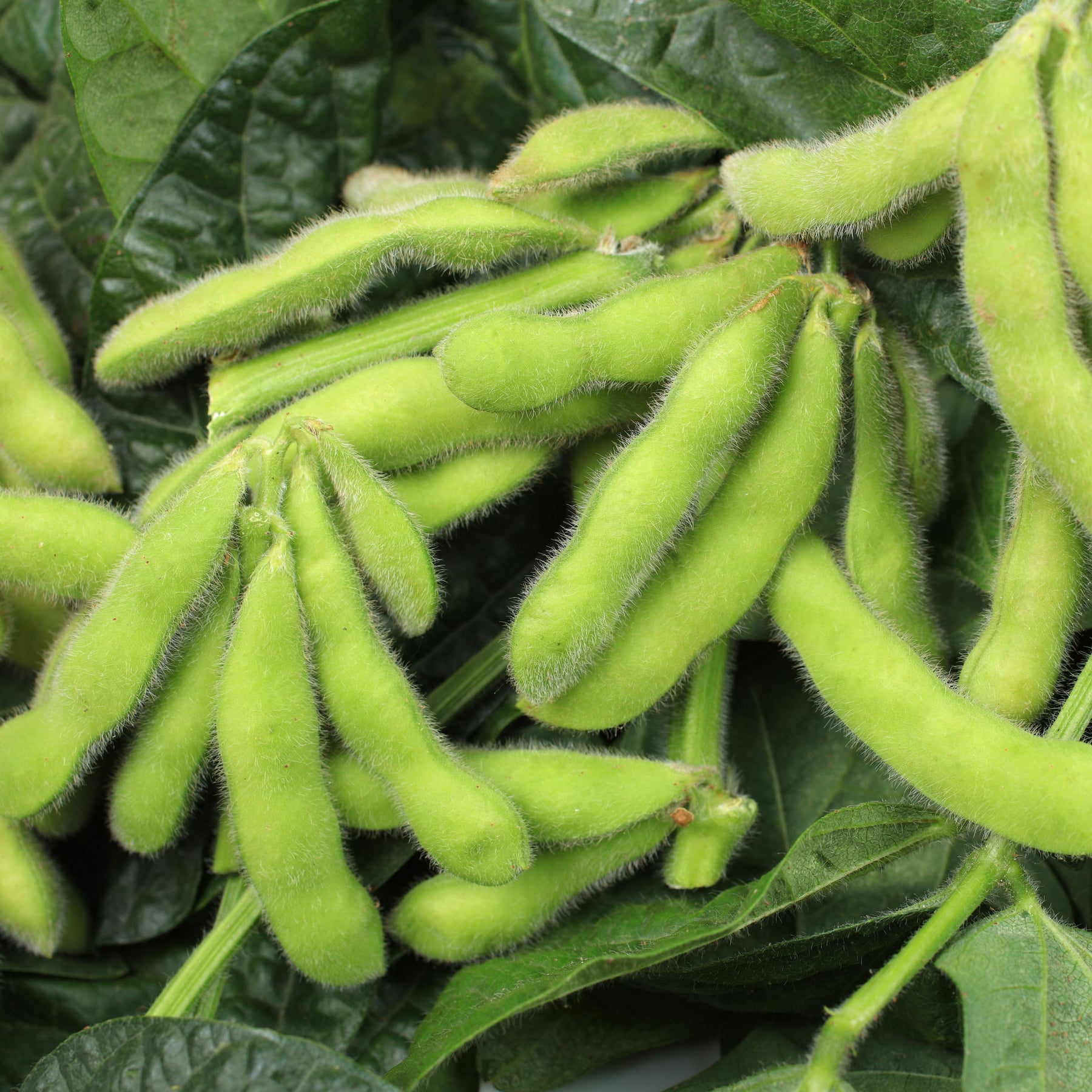 Edamame 'envy'