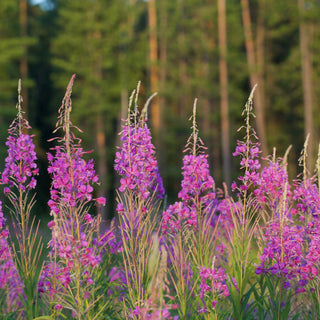 Fireweed Seeds