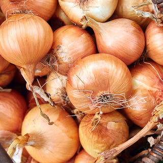 Onion, New York Early Seeds