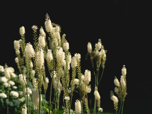 Black Cohosh