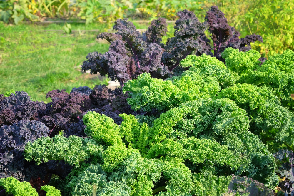 Chou frisé 'westlander'