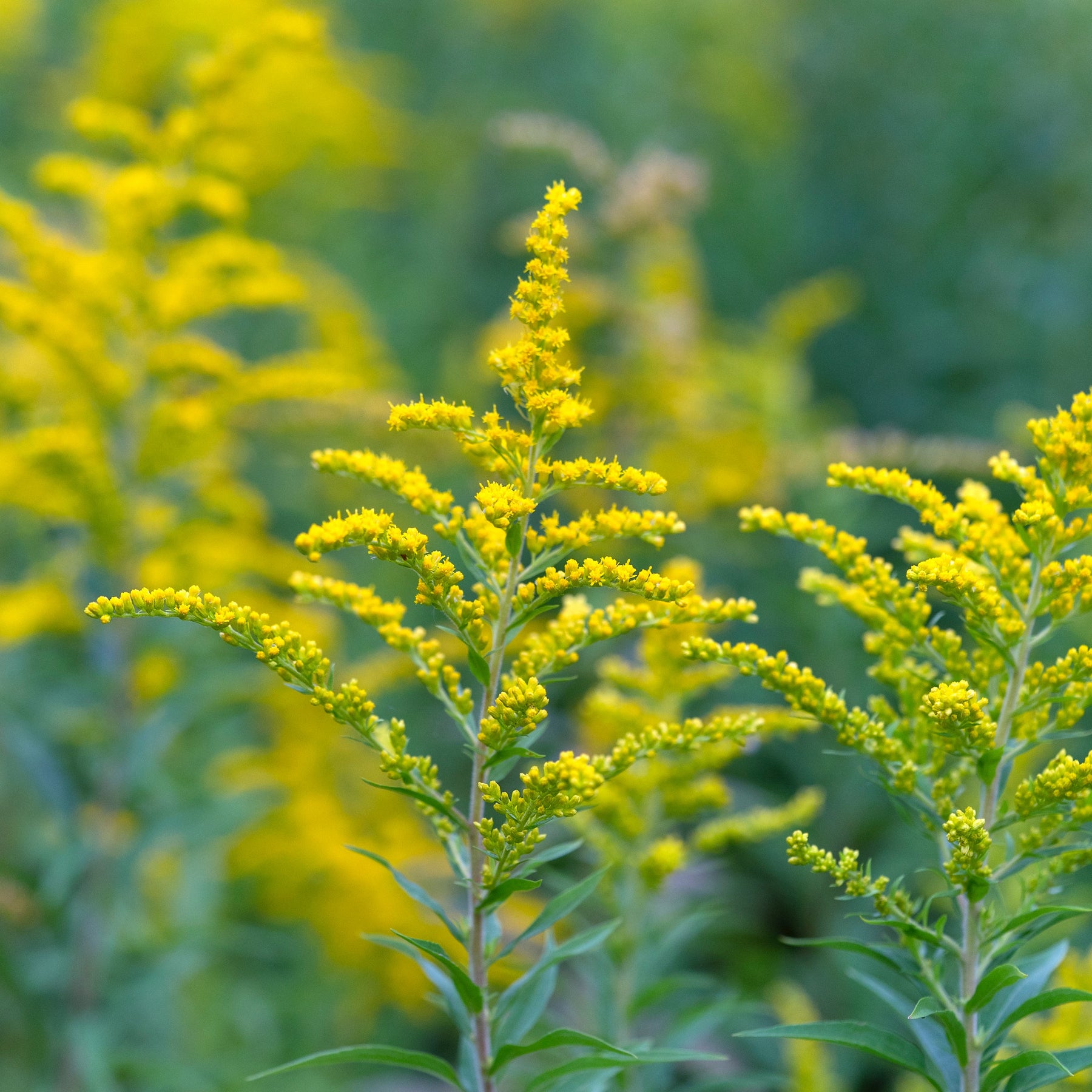 Canada Goldenrod