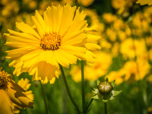 Lanceleaf Coreopsis