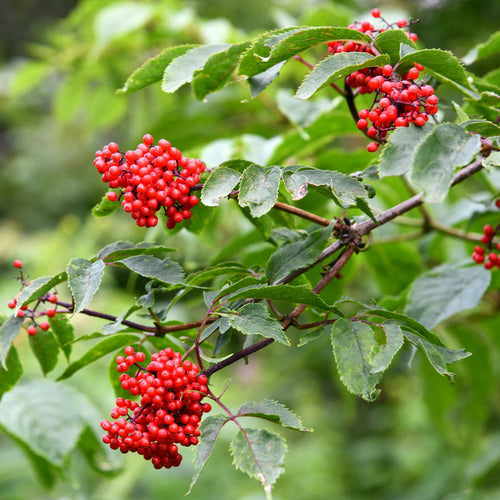 Red Elderberry