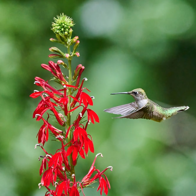 Cardinal Flower