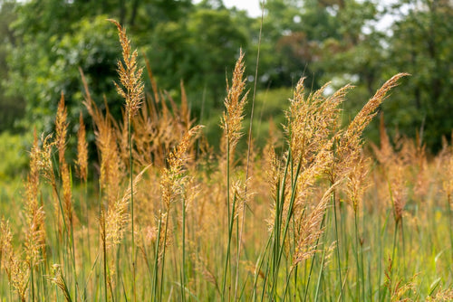 Herbe de savane