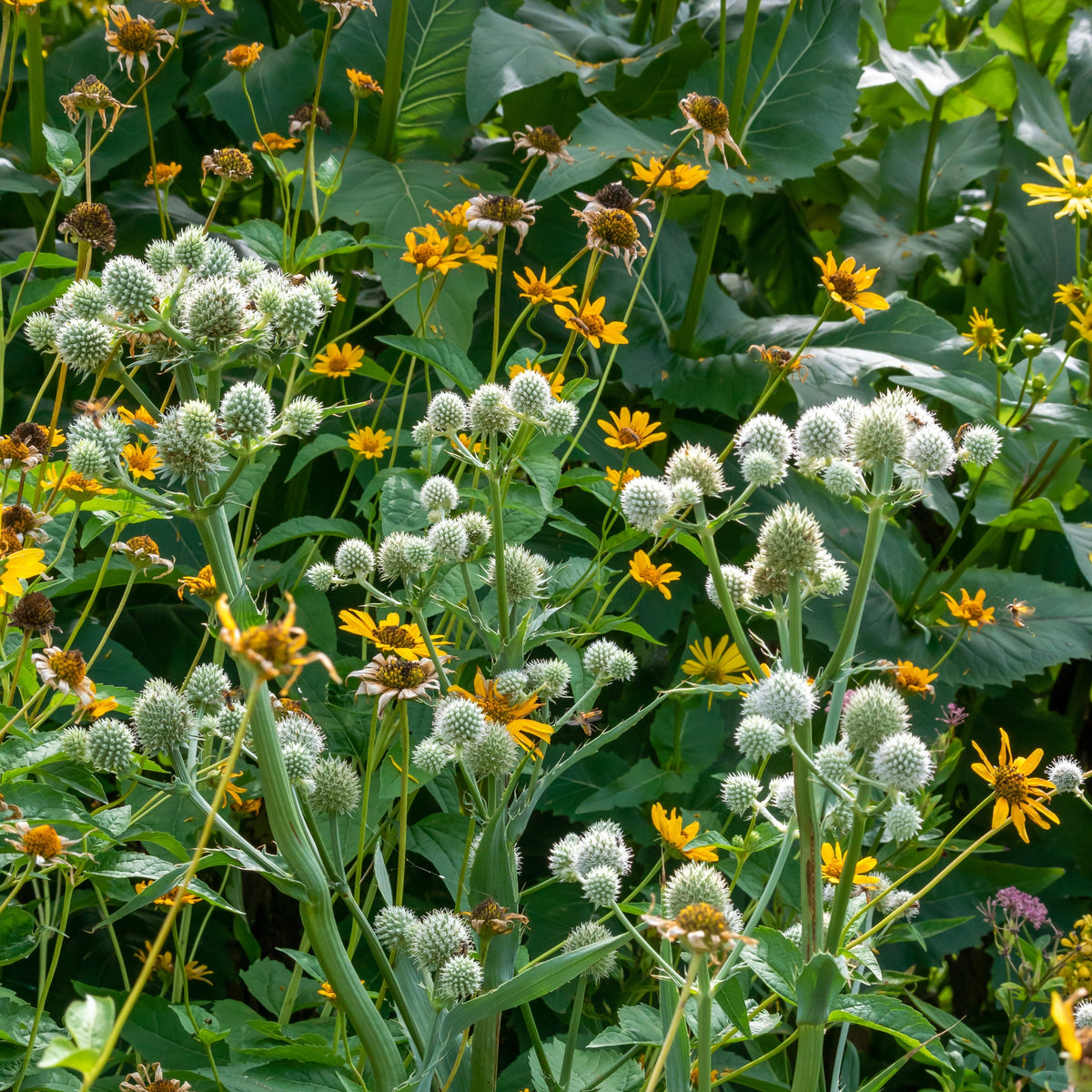Rattlesnake Master