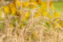 Load image into Gallery viewer, Canada Wild Rye
