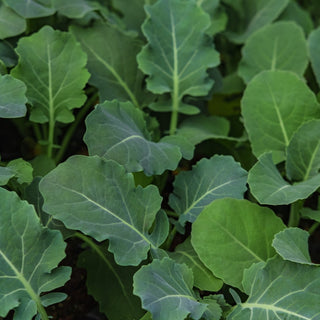 Kale, Smooth German seeds