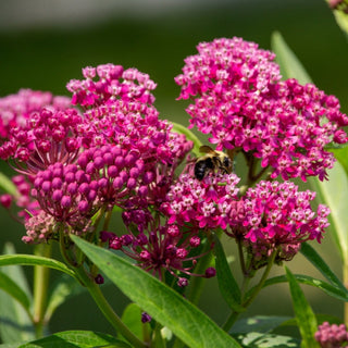 Swamp Milkweed Seeds