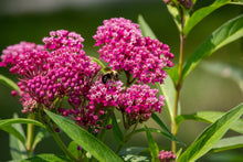 Load image into Gallery viewer, Swamp Milkweed