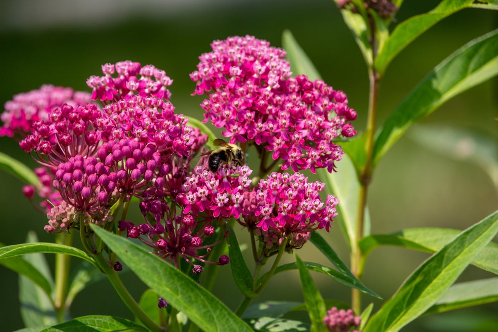 Swamp Milkweed