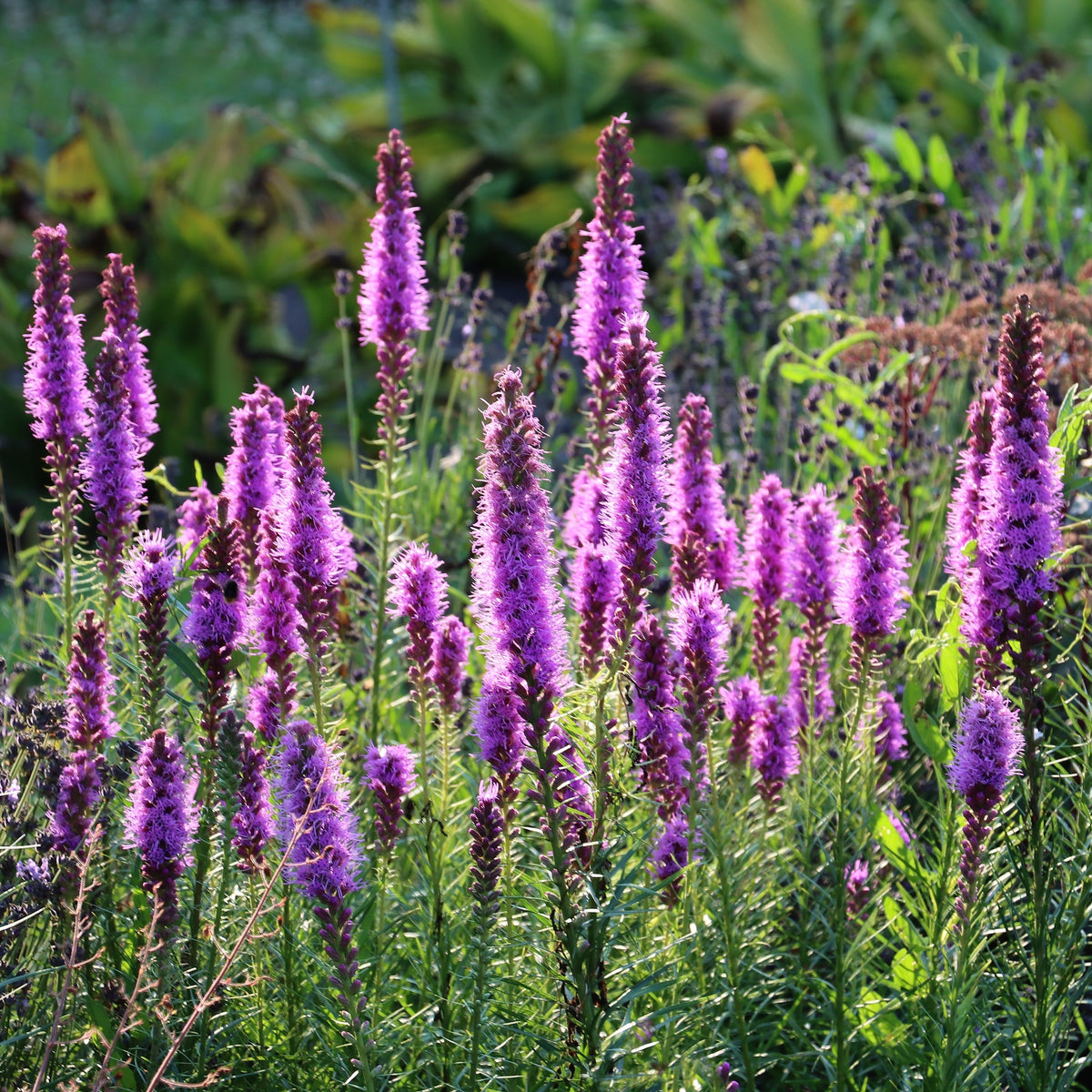 Dense Blazingstar