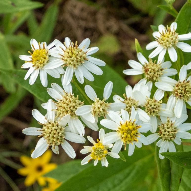 Aster blanc à sommet plat