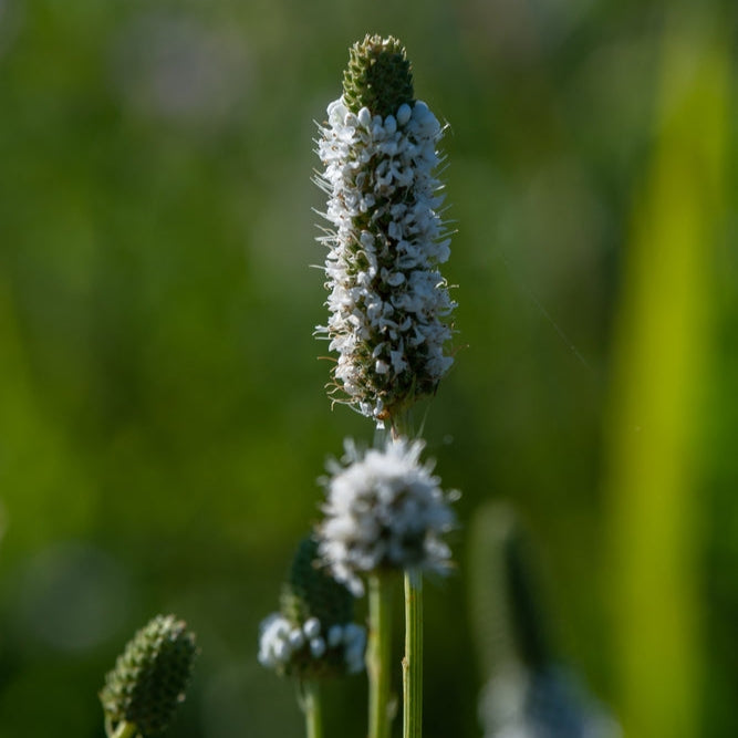 White Prairie Clover Seeds