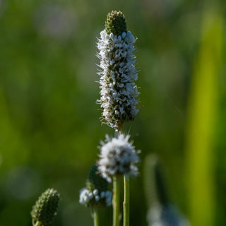 White Prairie Clover Seeds