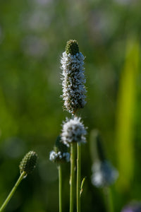 White Prairie Clover