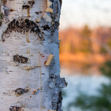 Charger l'image dans la galerie, Bouleau à papier