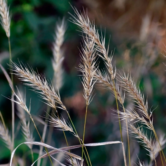 Virginia Wild Rye – Northern Wildflowers