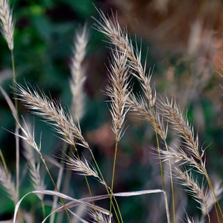 Virginia Wild Rye Seeds