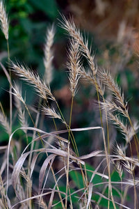 Virginia Wild Rye