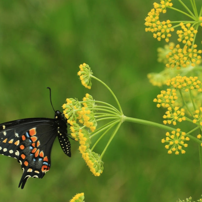 Golden Alexanders Seeds