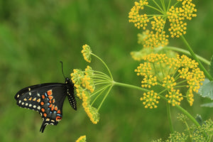 Golden Alexanders