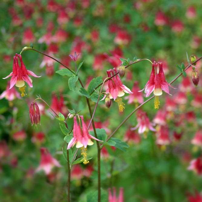 columbine flower seed Wild Columbine Seed – Northern Wildflowers