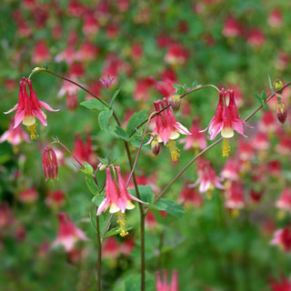 Wild Columbine Seeds