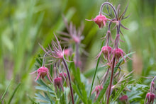 Load image into Gallery viewer, Prairie Smoke