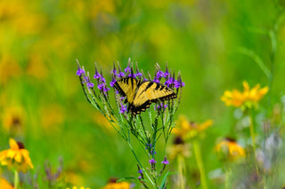For the Butterflies Wildflower Collection
