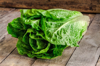 Lettuce, Parris Island Romaine