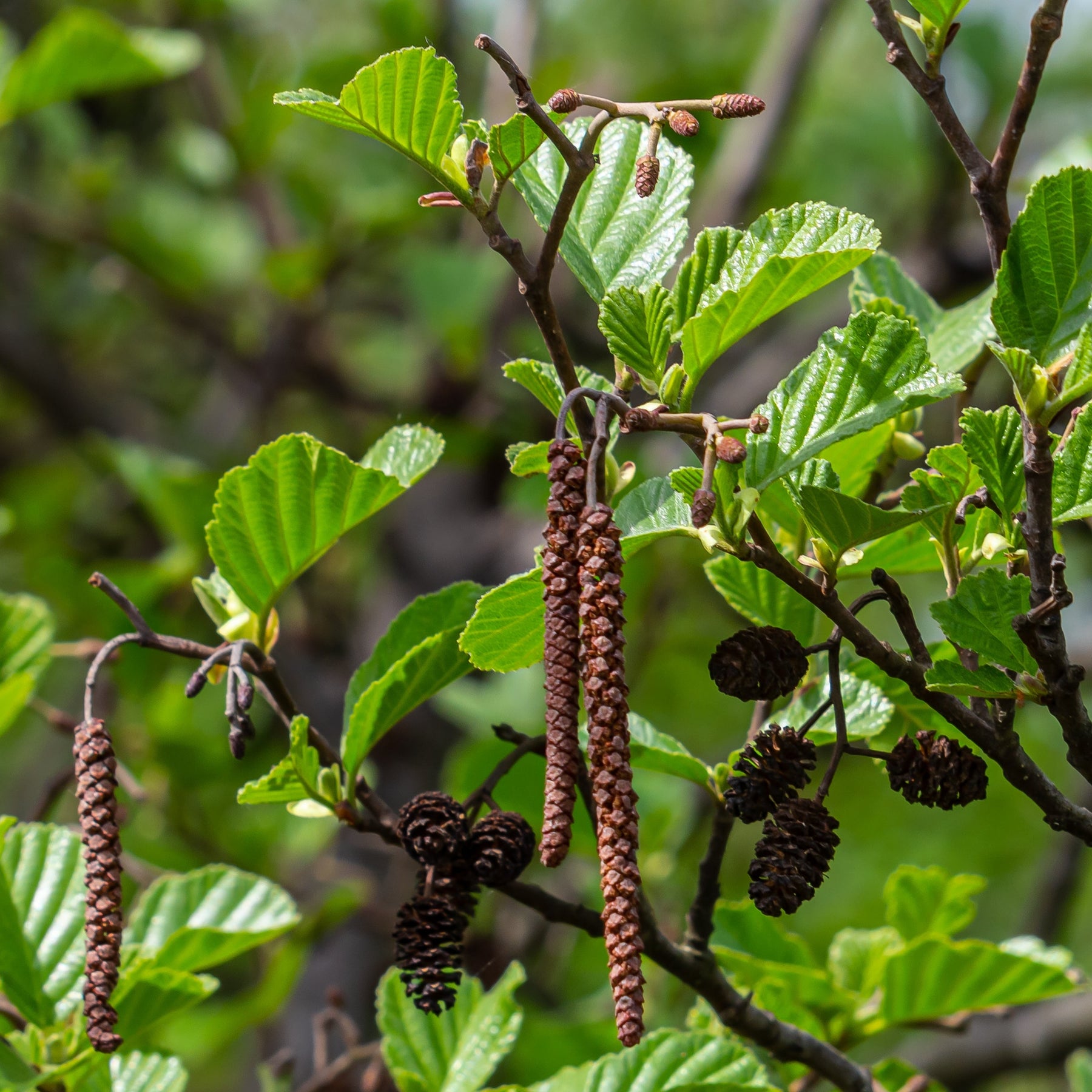 Green Alder