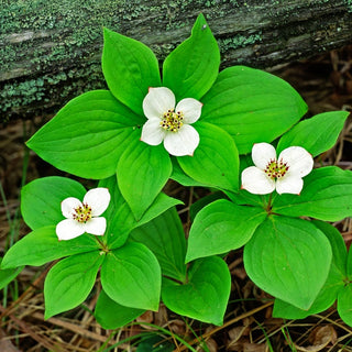 Cornouiller quatre-temps