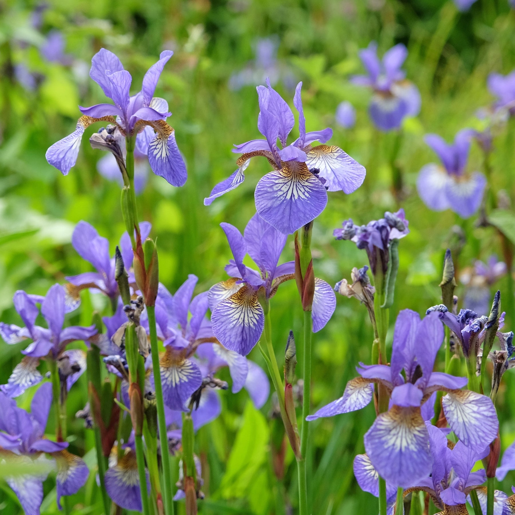 Northern Blue Flag Iris