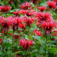 Charger l'image dans la galerie, Scarlet Beebalm Seeds