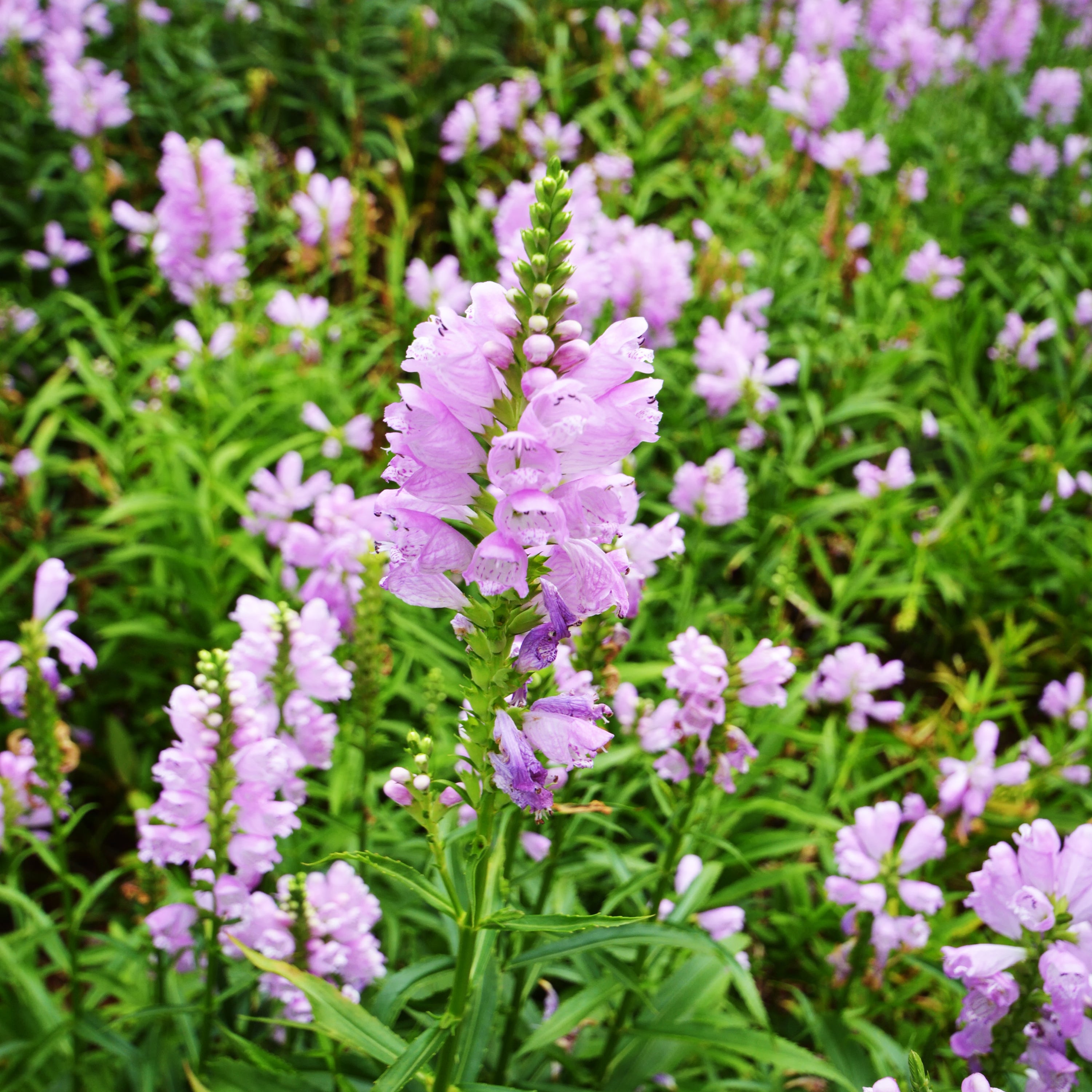 obedient plant seed collection Obedient Plant – Northern Wildflowers