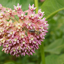 Load image into Gallery viewer, Common Milkweed