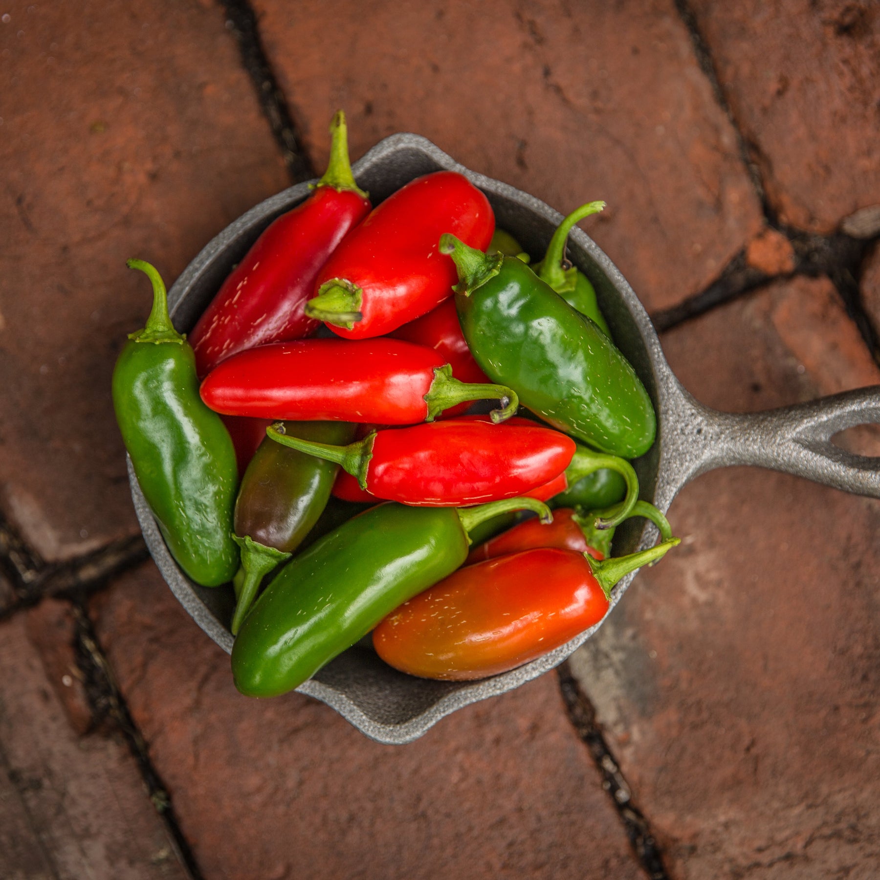 Piments jalapeño précoces