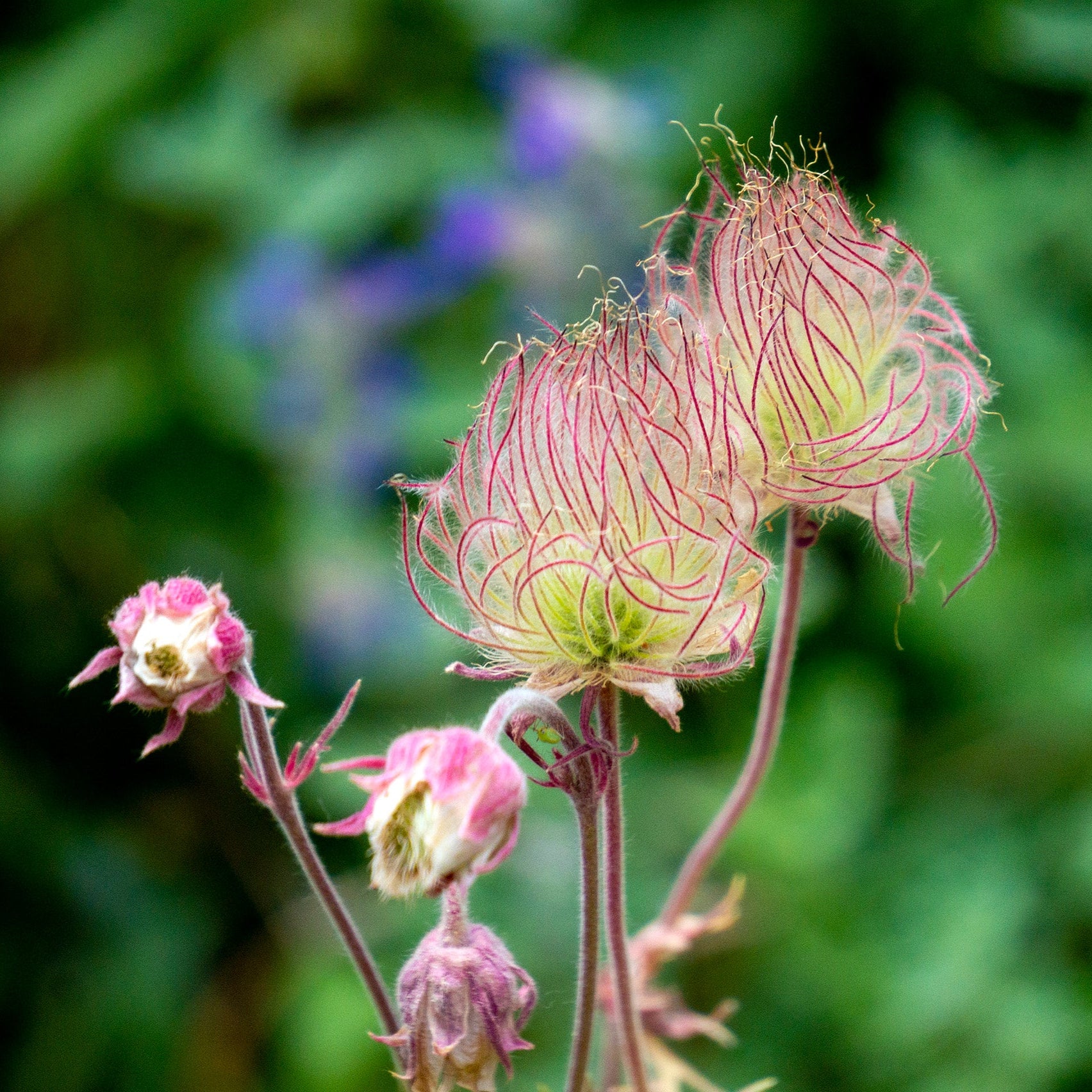 Prairie Smoke Seeds