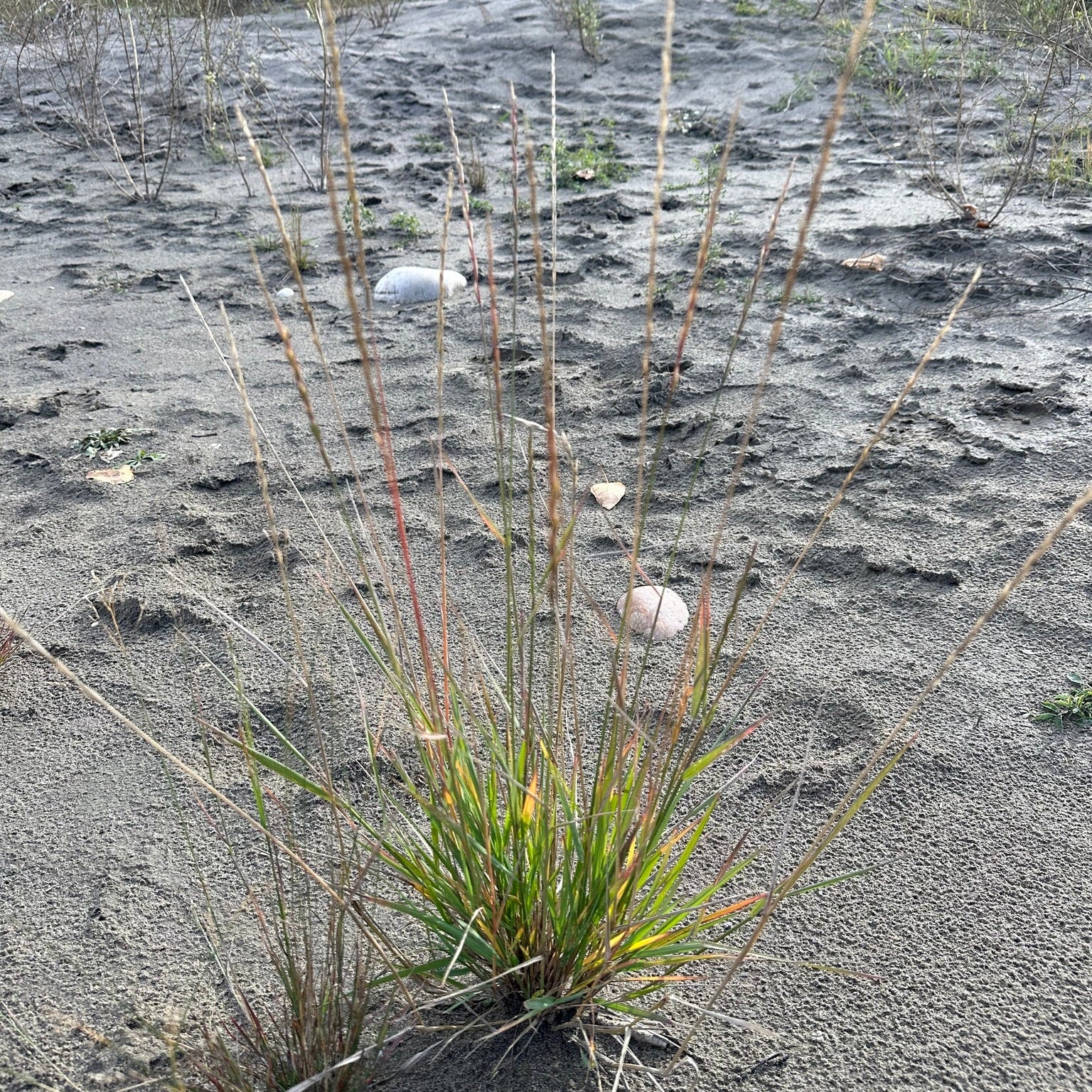 Slender Wheatgrass