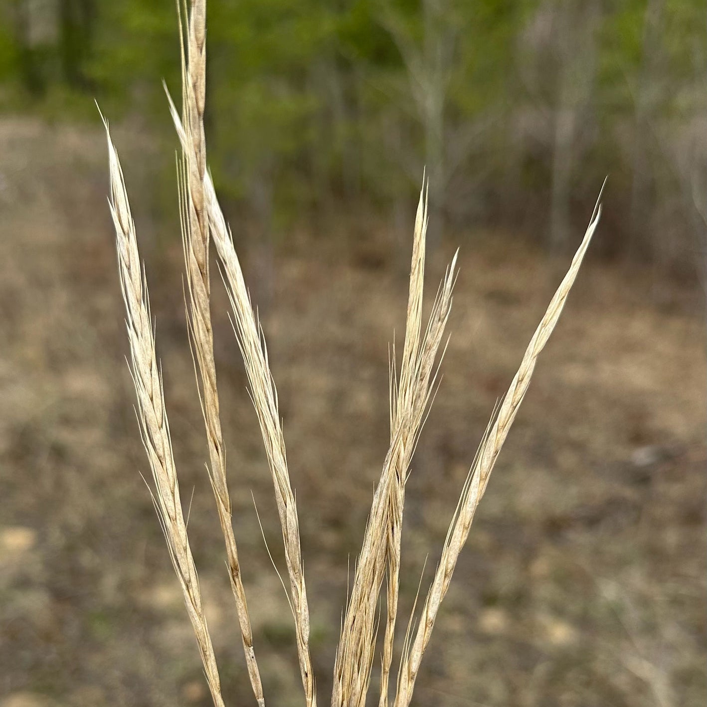 Slender Wheatgrass