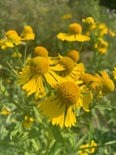 Charger l&#39;image dans la galerie, Mélange de semences de fleurs sauvages facile à cultiver