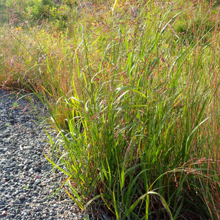 Switchgrass seeds