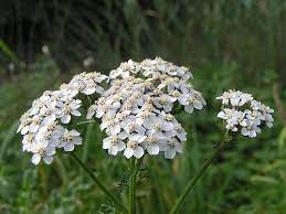 Mélange de semences de fleurs sauvages facile à cultiver