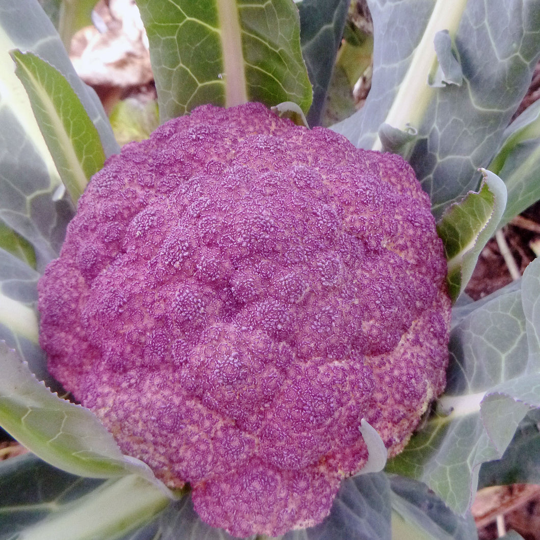 Cauliflower, Di Sicilia Violetto