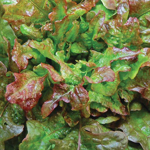 Lettuce, Bronze Arrowhead