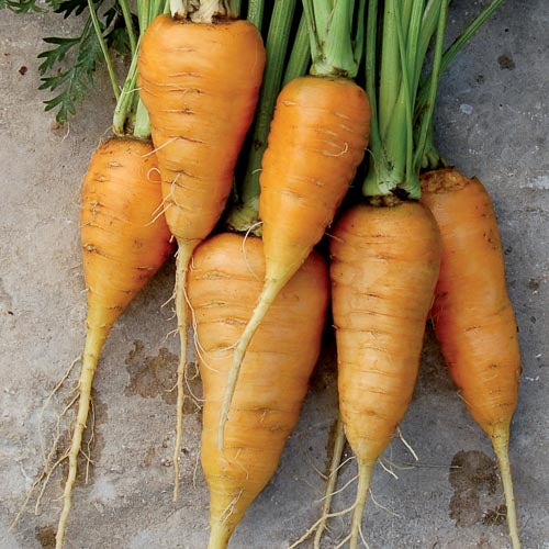 Carrot, Oxheart